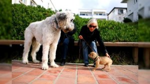 Ирландский волкодав. Плюсы и минусы, Цена, Как выбрать, Факты, Уход, История