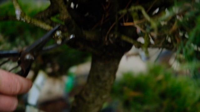 Уходу за бансаем и садовой керамикой для Восточных садов смотреть онлайн