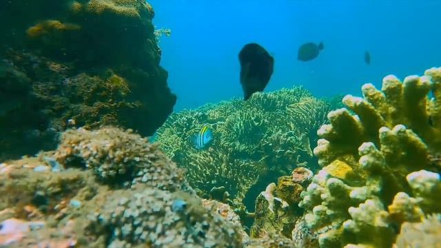 10 HOURS of Fun Dog TV: Fun Underwater Coral Reef Videos for Dogs! смотреть онлайн