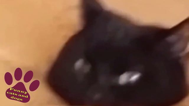 СМЕШНЫЕ КОШКИ 2021😹 И ДРУГИЕ ЖИВОТНЫЕ 🐶 СМЕШНЫЕ ЖИВОТНЫЕ 2021 / ЛУЧШИЕ ПРИКОЛЫ С КОТАМИ 👍 смотреть онлайн