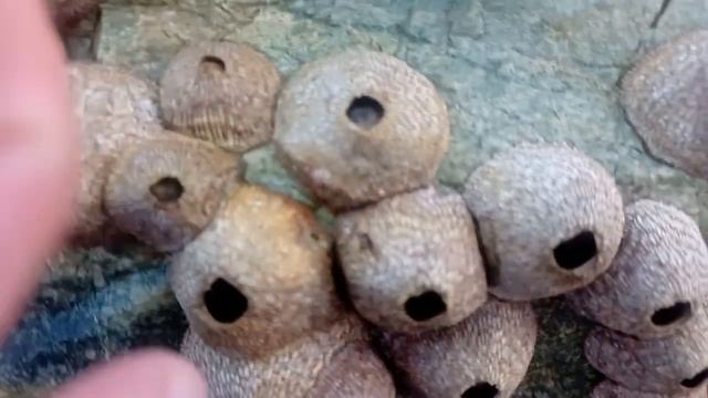 Что это такое?Кто знает? смотреть онлайн