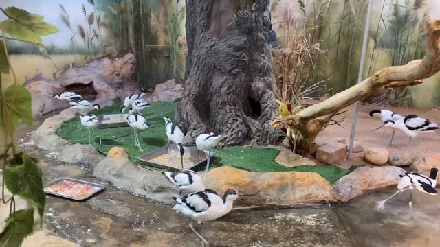 Московский зоопарк/Moscow zoo 2021 смотреть онлайн