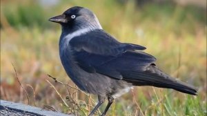 Городские птицы, пение, звуки + видео Развивающее видео