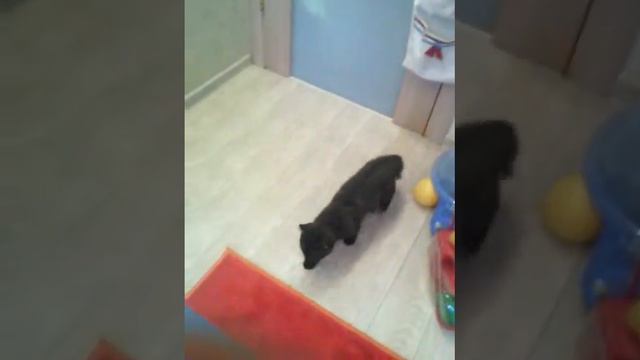Я бро кот смотреть онлайн