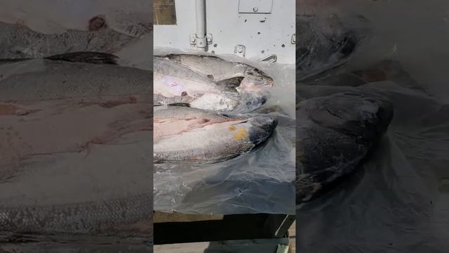 Кижуч ПСГ , Охотск смотреть онлайн