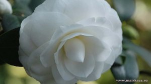 Восхитительная Камелия