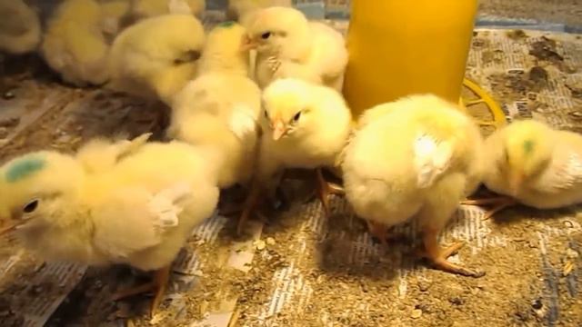 Цыплята минимясные 4-5 дней смотреть онлайн