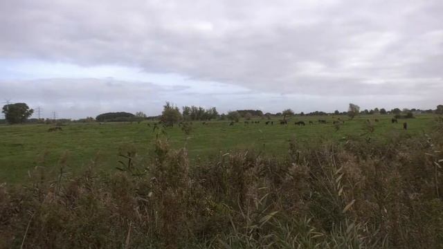 Panasonic Hc-x1 смотреть онлайн