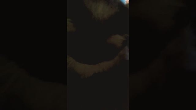 Как мой кот скучает по хозяйке смотреть онлайн