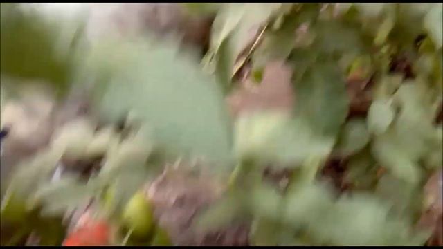 РАННИЙ РОЗОВЫЙ ТОМАТ ФЕНДА! смотреть онлайн