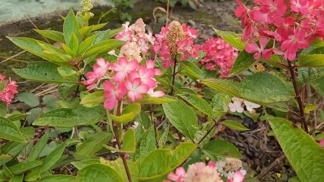 Hydrangea Magical Vesuvio Update