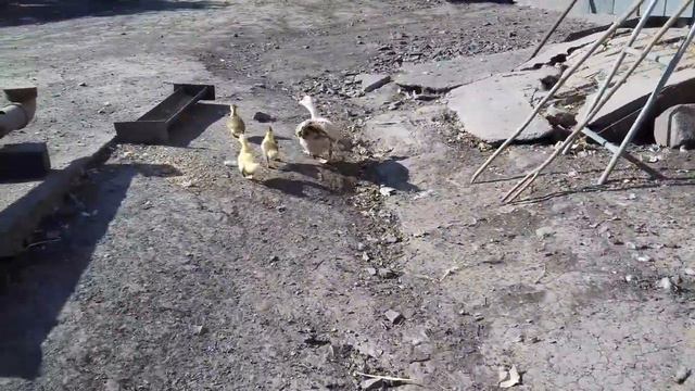 Отправляю утят - домой! 🐥 А они сами знают куда идти! ☝... смотреть онлайн