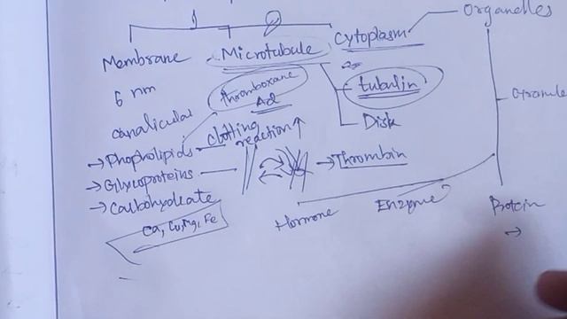Platelets | Blood | Thrombocytes | Explanation in Tamil | Sukumiii смотреть онлайн