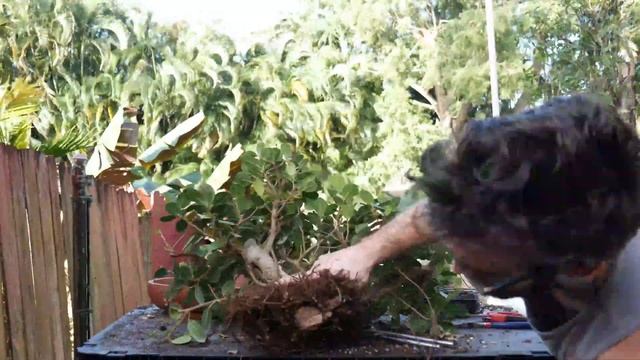 Bonsai Repot: Multi-Trunk Green Island Ficus смотреть онлайн