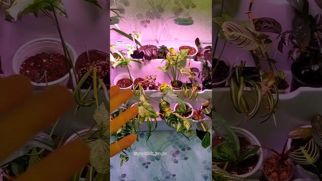 Моя фитостена. смотреть онлайн