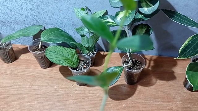 Излишки хойи 23.05.2023 смотреть онлайн