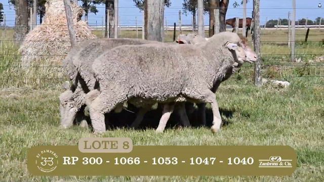 Lote 8 - Borregos DL 2Dts El Pampero смотреть онлайн
