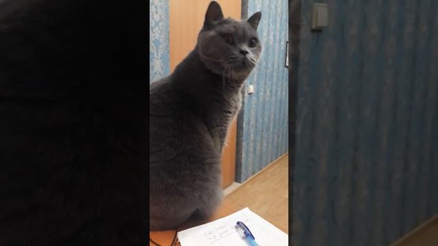 Нельзя кота дразнить / КОШКИН ДОМ