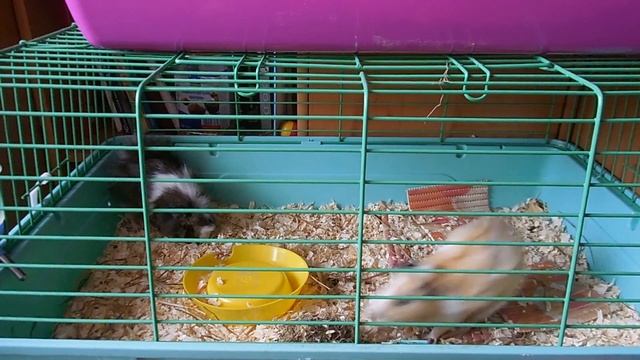 Попкорнинг морских свинок смотреть онлайн