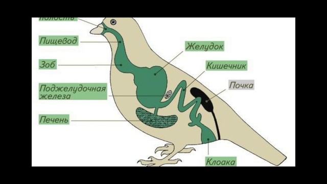 Класс Птицы. Общая характеристика смотреть онлайн