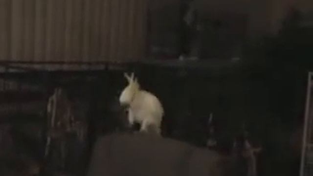 Back Street Boys Dancing and Singing Cockatoo смотреть онлайн