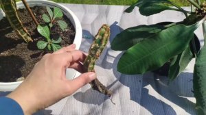 Молочай беложильный. Уход и размножение.