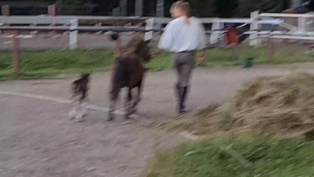 Шотландские пони. Мама и малыш смотреть онлайн