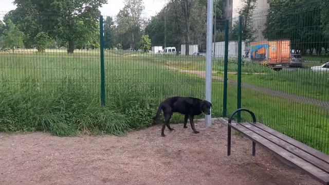 Лабрадор Рей Газель Next Жил Был Пес Моя Жизнь Кино Музей Пса смотреть онлайн