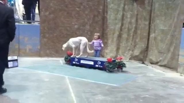 Saluki vs Toddler #3 смотреть онлайн