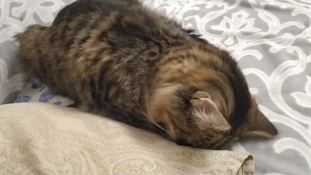 Что снится кошке Масе? Сладкий сон . смотреть онлайн