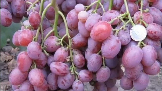 ВИНОГРАД АНЮТА/описание/характеристика смотреть онлайн
