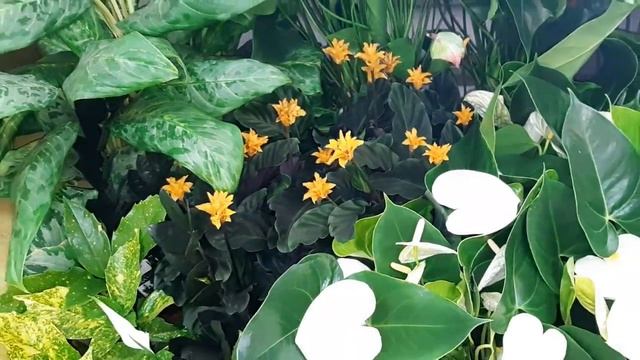 Комнатные цветы. Большое поступление 17мая 2020г смотреть онлайн