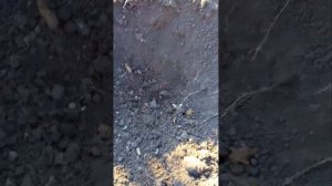 Картофель сорт Метеор, копка 03.09.2023г