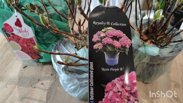 #Гортензія Bloody Marie , Rosie Purple, Lady Mata Hari новинки із Голландії. смотреть онлайн