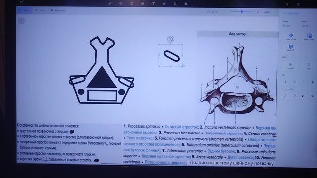 Как легко учить анатомию. Рисуем позвонки. Введение в остеологию для абитуриентов и первокурсников смотреть онлайн