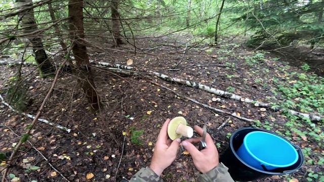 Поездка за белыми грибами смотреть онлайн