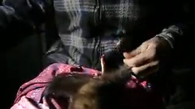 Снятие шкурки соболя с тушки 1 часть. смотреть онлайн