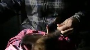 Снятие шкурки соболя с тушки 1 часть.