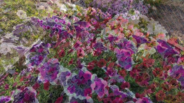 Петунии в июле🌺🌺🌺🌺🌺