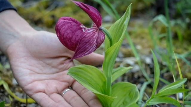 «Родина моя» смотреть онлайн