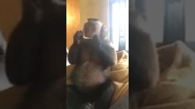 Один день обезьяны капуцин || FunFailTop 2017