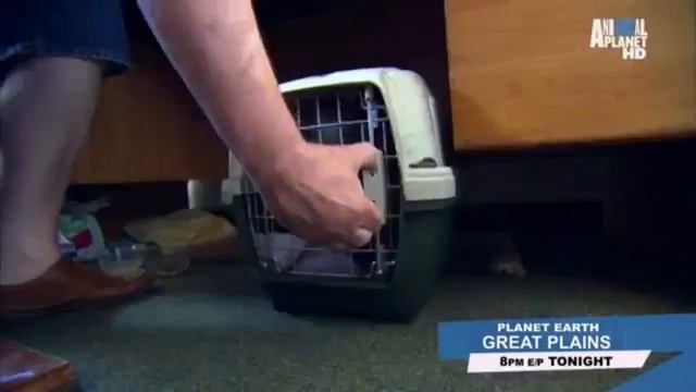 Шартрез! Порода кошки смотреть онлайн