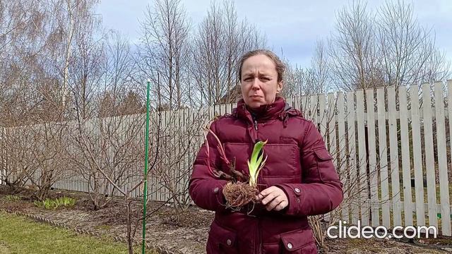 Посадка пионов и ирисов смотреть онлайн