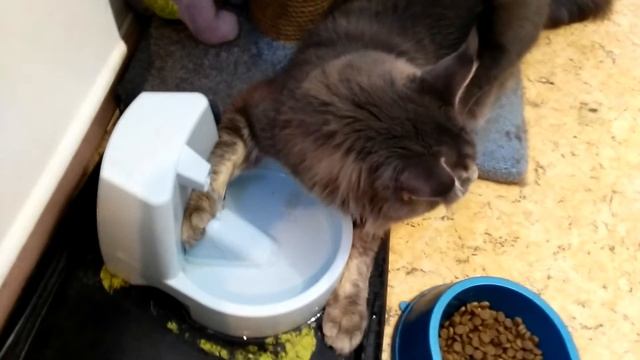 Фонтанчик для котов смотреть онлайн