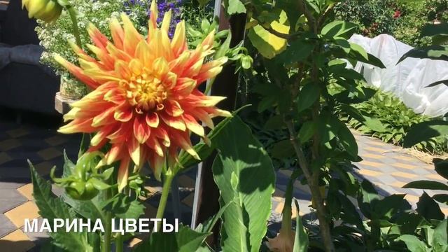 ГЕОРГИНЫ НАЧИНАЮТ ЦВЕТЕНИЕ!!!