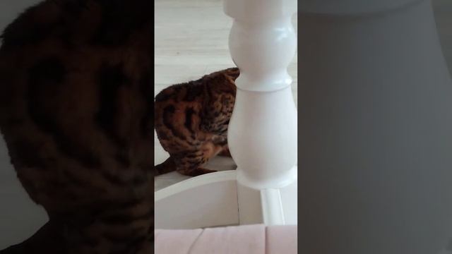 #животные #милота #котики Что же она там нашла ?)? смотреть онлайн