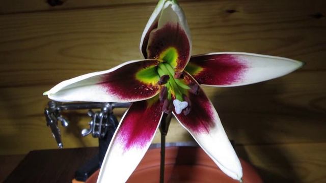 Lilium Leslie Woodriff