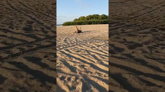 Встреча рассвета на Волге с лошадьми. Нижний Новгород смотреть онлайн