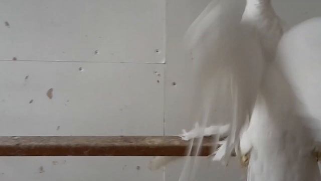 История Alexander Wagner Германия. Двухчубые голуби. Tauben. Pigeons. Palomas. Pombos. 비둘기. کبوترها