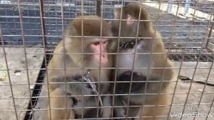 Как жестко действует иерархия у обезьян . Показательный пример